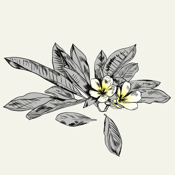 Set de flores exóticas. Vector botánico ilustración vintage . — Archivo Imágenes Vectoriales