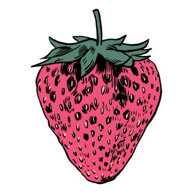 çilek vektör çizim.