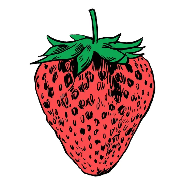 çilek vektör çizim.