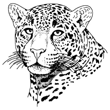 Leopar yüz tattoo, vektör çizim, yazdırma