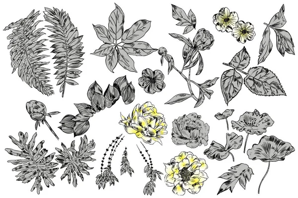 Conjunto de flores exóticas. Ilustração botânica do vintage . — Fotografia de Stock