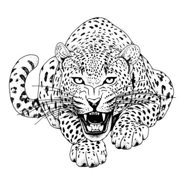 Leopar yüz tattoo, vektör çizim, yazdırma