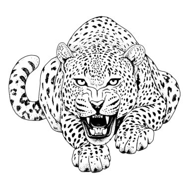 Leopar yüz tattoo, vektör çizim, yazdırma