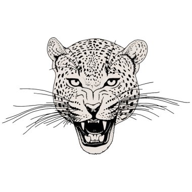 Leopar yüz tattoo, vektör çizim, yazdırma