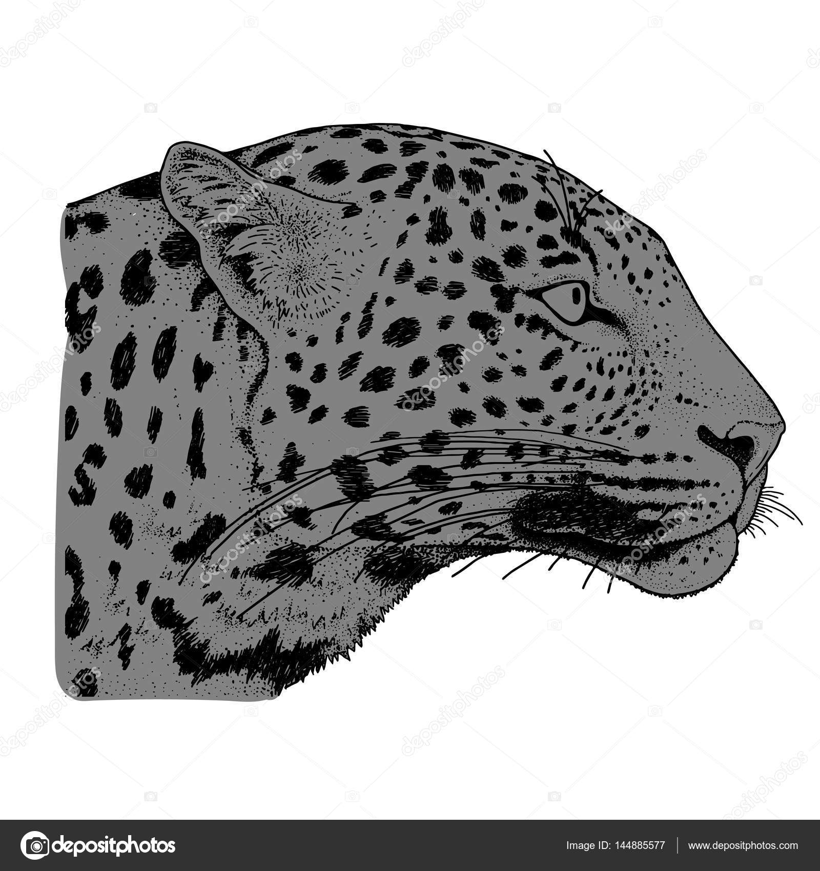 Leopard face tattoo ,Vector illustration, print Stock Vector Image by ©TAkhmet #144885577 Leopard face tattoo ,Vector illustration, print Stock Vector Image by ©TAkhmet #144885577