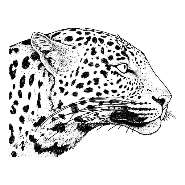 Leopar yüz tattoo, vektör çizim, yazdırma