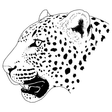 Leopar yüz tattoo, vektör çizim, yazdırma
