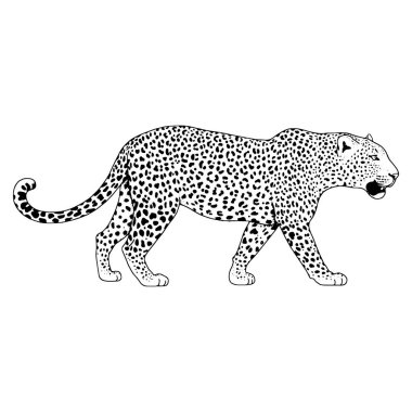Leopar yüz tattoo, vektör çizim, yazdırma