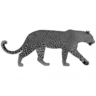 leopar, grafik vektör hayvan illüstrasyon