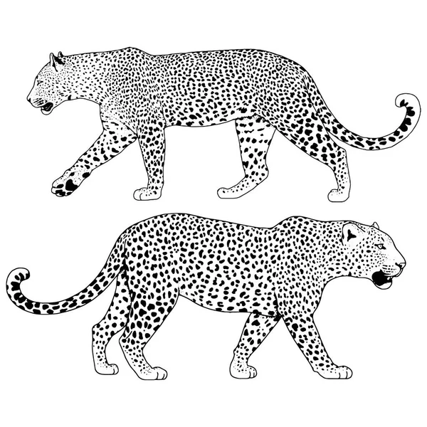 Ilustrasi macan tutul, grafik vektor hewan - Stok Vektor