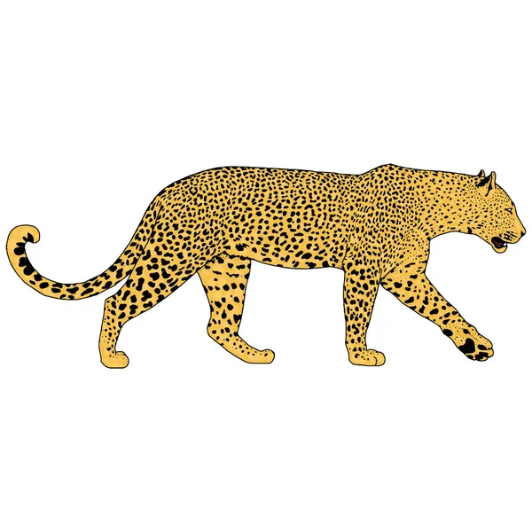 Illustratie van leopard, grafische vector dier — Stockvector