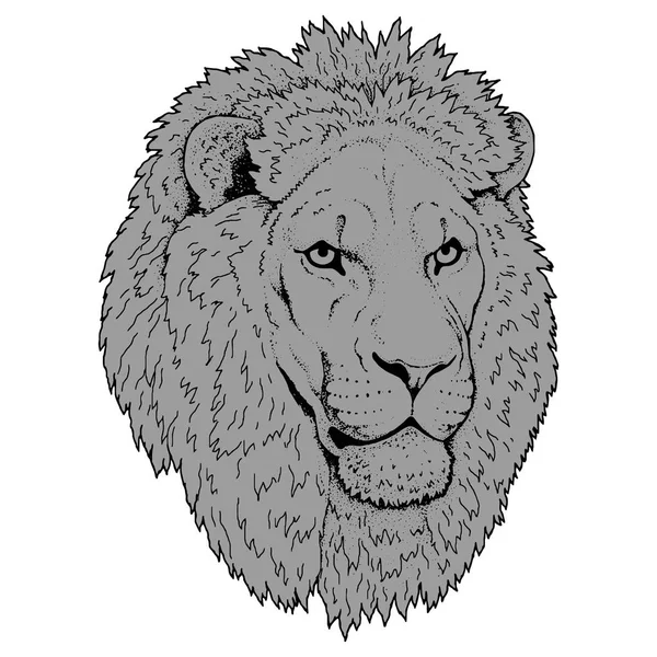 Magnifique illustration de lion. Détaille.Prédateur africain . — Image vectorielle