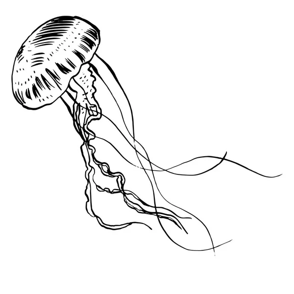 Wektor ilustracja meduzy. Ręcznie malowane. — Wektor stockowy