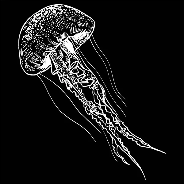 Векторная иллюстрация медузы. Рисунок от руки . — стоковый вектор