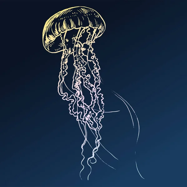 Vector illustration jellyfish. Painted by hand. — Stock Vector
