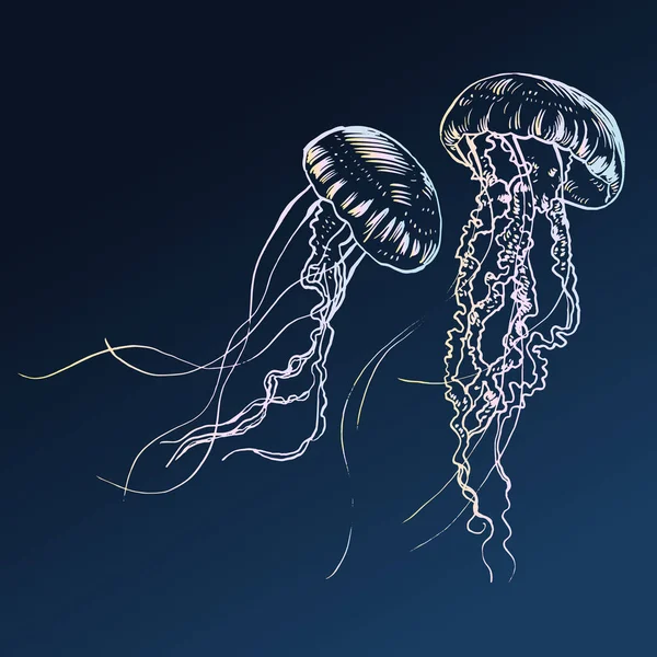 Vektör çizim denizanası. El ile boyalı.