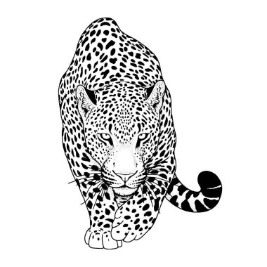 leopar, grafik vektör hayvan illüstrasyon