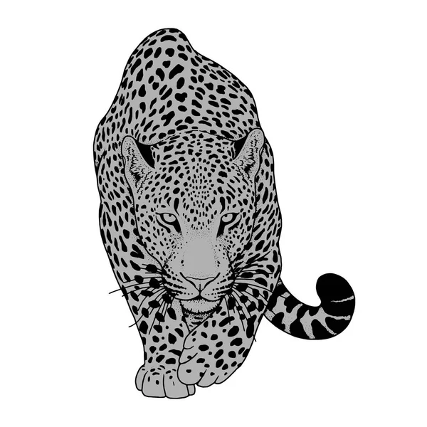 Иллюстрация леопарда, графического векторного животного — стоковый вектор