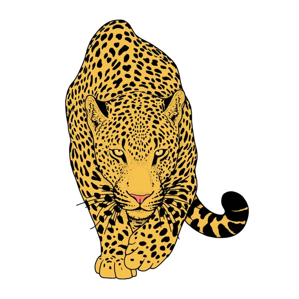 leopar, grafik vektör hayvan illüstrasyon