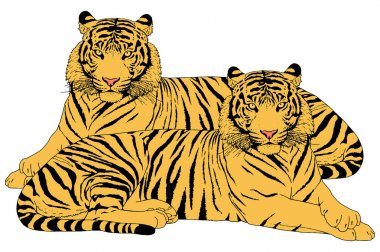 Kaplan kafa illüstrasyon vektör