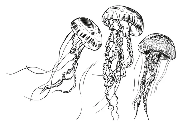 Medusas desenhadas à mão. Ilustração vetorial. Recolha marítima. — Vetor de Stock