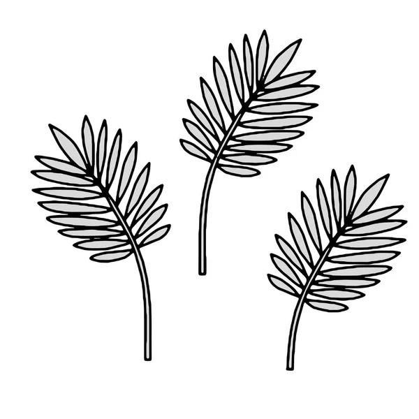 Vektortropische Pflanzen und Blätter — Stockvektor