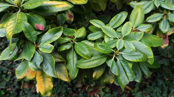 Arka plan fotoğraf, Yaz Bahçesi yeşil yaprakları