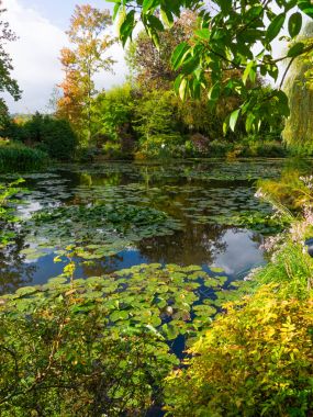 Mavi sularda nilüfer çiçekleri olan yaz gölü