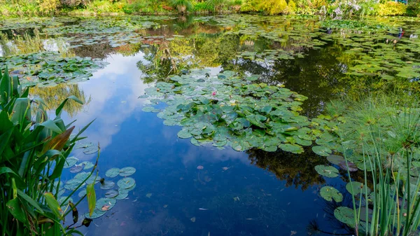 青い水に睡蓮の花と夏の湖 — ストック写真