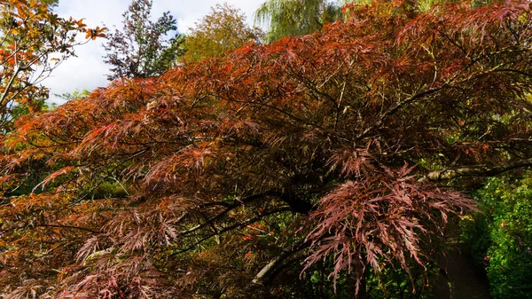 Fogliame colorato nel parco autunnale Foglie autunnali cielo sfondo Alberi autunnali Foglie in colore vintage — Foto Stock