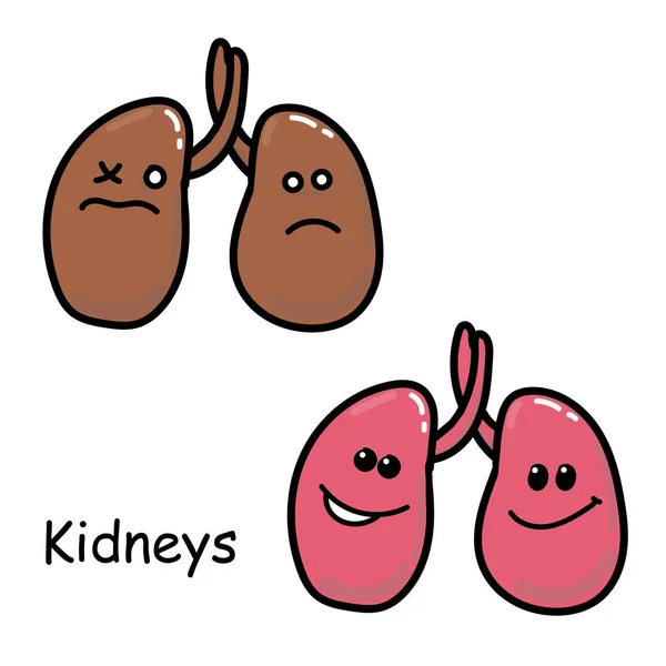Aktienillustration Vektorbild Der Inneren Organe Der Niere Isoliert Auf Weißem — Stockvektor