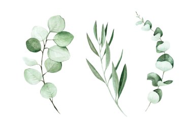 stock illustration watercolor drawing. hand-drawn eucalyptus and olive leaves and branches. clip-art for wedding decoration isolated on white background clipart