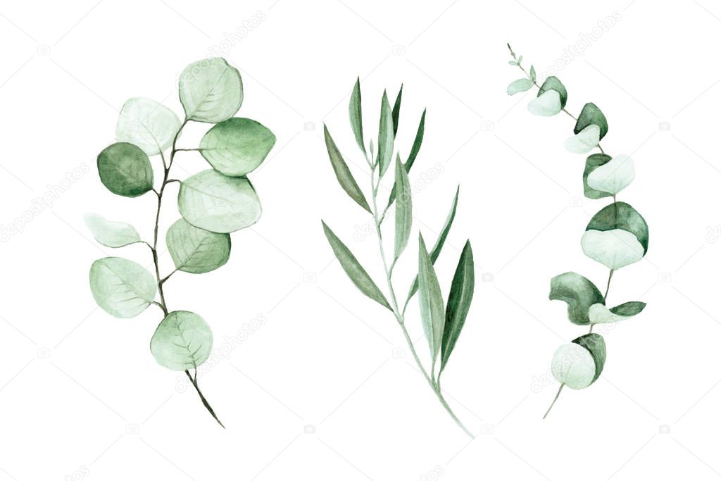 stock illustration watercolor drawing. hand-drawn eucalyptus and olive leaves and branches. clip-art for wedding decoration isolated on white background