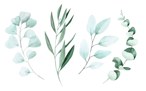 Illustration Stock Dessin Aquarelle Eucalyptus Feuilles Olivier Ensemble Branches Feuilles — Photo