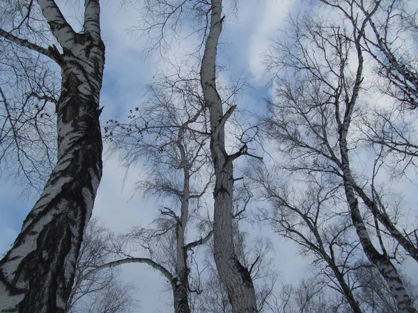 Stromy Zimě Bílé Kmeny Břízy Proti Modré Obloze Abstraktní Bílé — Stock fotografie
