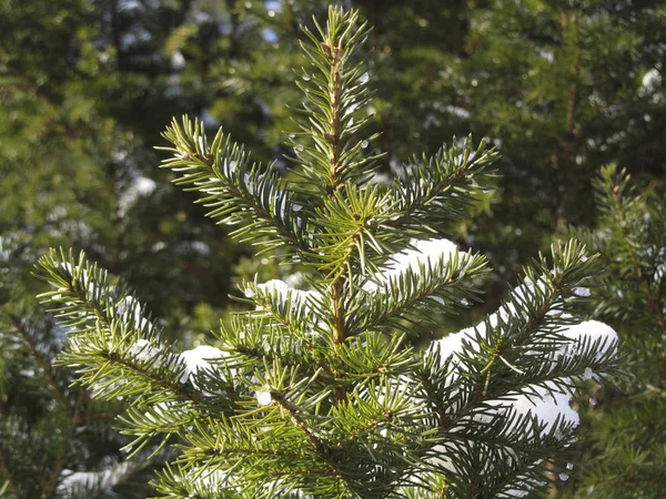 Grüne Kiefernzweige Die Mit Schnee Bedeckt Sind Nahaufnahme Sonniger Tag — Stockfoto