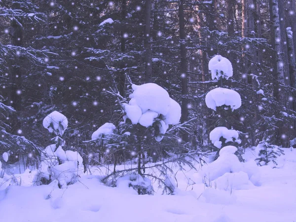 Funny natural snowmen from snowballs on young fir trees. Snowfall and blizzard in the forest. Trees are covered with fluffy hats of snow. Christmas greeting card with winter landscape and snowing.