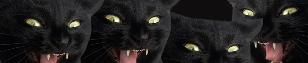 Set of black cats with open mouths. Several cats with expressive emotions and a look. Black banner with pets.