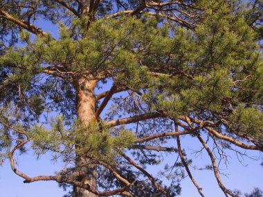 Açık mavi gökyüzünün arka planında çam ağacı. Çam ağacı akşam güneşiyle aydınlanır. Düşük açı. Güneşli bir günde yakın planda çam dalları..