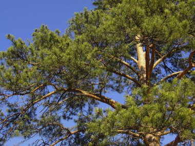 Güneşli bir günde açık mavi gökyüzüne karşı çam ağacı. Düşük açı. Kozalak güneş ışığıyla aydınlatılır. Çam ormanında güneşli bir gün..