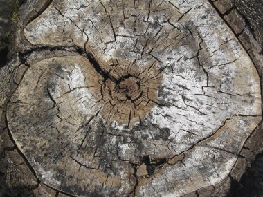 Çürük kütük ya da kütüğün doku kesiti. Ahşap arka plan. Yaşlı kuru bir kütüğün kirli bir bölümünde bir delik ve çatlaklar..