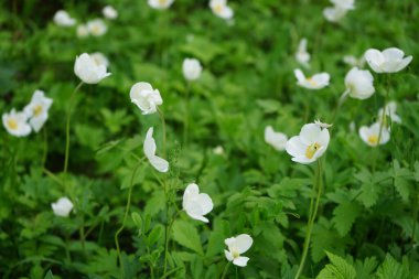 Yeşil çimen arka planında bahar beyaz çiçekleri. Ahşap şakayık. Yakın plan. Parlak taze yeşillikte güzel narin beyaz çiçekler. Ormanda kır çiçekleriyle kaplı bir manzara..