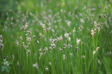 Çayırda çiçek açan çimenler. Yeşil çimen manzarası. Yakın plan. Bahar otlağı arka planı. Köy sahnesi. Taze bahar yeşili çimlerin manzarası. Ayrıntı.