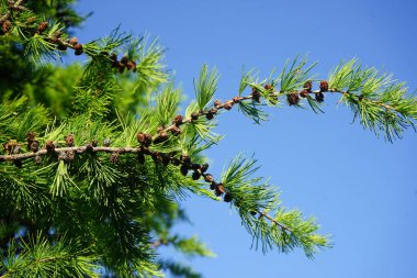 Bir karaçam ağacının yeşil dalı. Yakın plan. Güneşli bir bahar gününde, açık mavi gökyüzünün arka planında dallar.