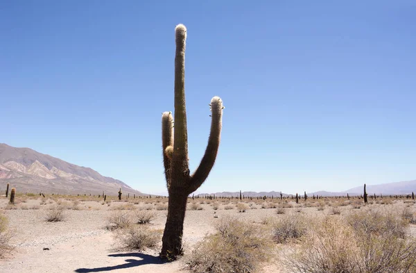 Kaktus lasu w Salta, Argentyna. — Zdjęcie stockowe