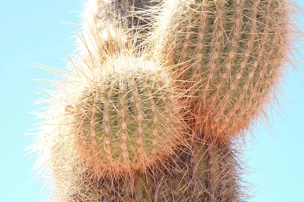 Kaktus lasu w Salta, Argentyna. — Zdjęcie stockowe