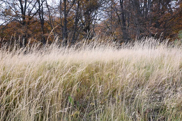 Närbild av vetefält i vackra landskap. — Stockfoto