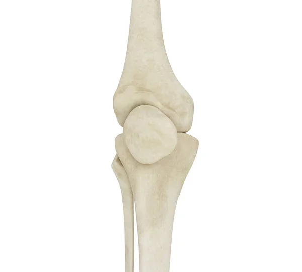 Illustration 3D des os du genou humain — Photo