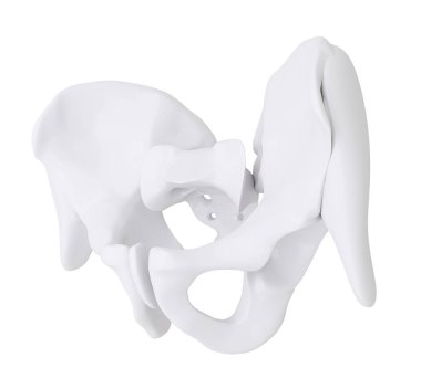 3D illüstrasyon iskelet kalça