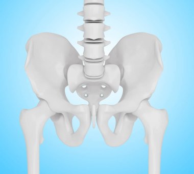 3D illüstrasyon iskelet kalça